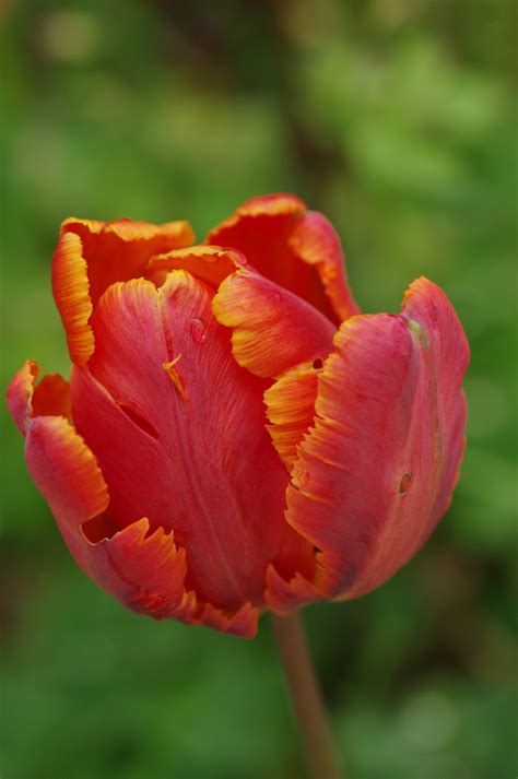 Fotos Gratis Naturaleza Flor Pétalo Florecer Tulipán Rojo