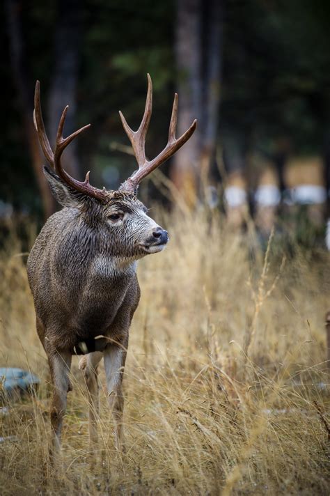 Hunting Mountain Mule Deer In The Southwest Bc Outdoors Magazine