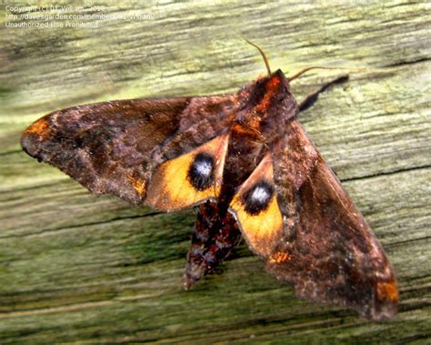 Bug Pictures Small Eyed Sphinx Moth Paonias Myops By