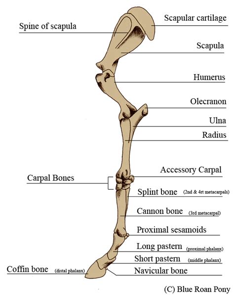 The limbs of the horse are structures made of dozens of bones, joints, muscles, tendons, and ligaments that support the weight of the equine body. Forever Horses: Anatomy of the Equine Forleg