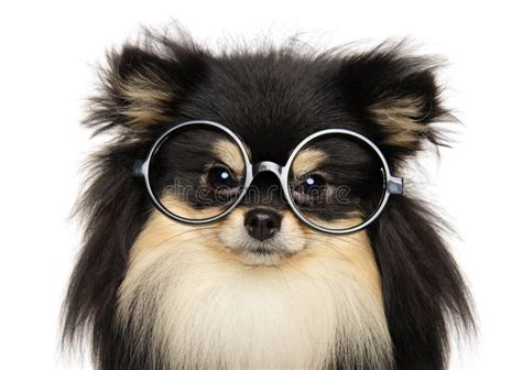 Funny Dog With Glasses On White Background Stock Image Image Of