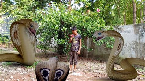 Big Anaconda Snake Attack In Real Life Hd Video Part 17 Vfx Movie