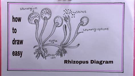 How To Draw Rhizopusrhizopus Diagram Drawing Youtube