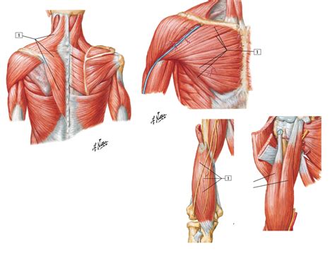 Upper Limb Muscles 1 Diagram Quizlet
