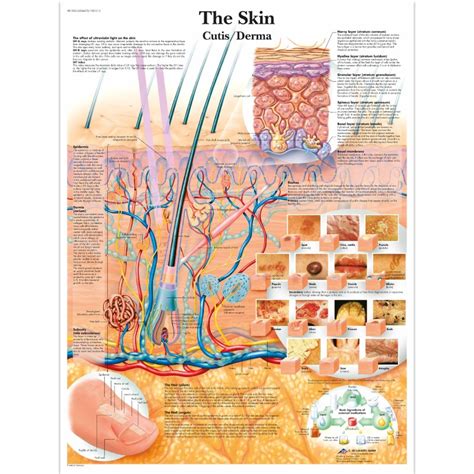 Laminated Skin Anatomy Chart Health And Care