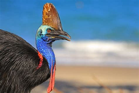 Cassowary Fast Facts Save The Cassowary Rainforest Rescue