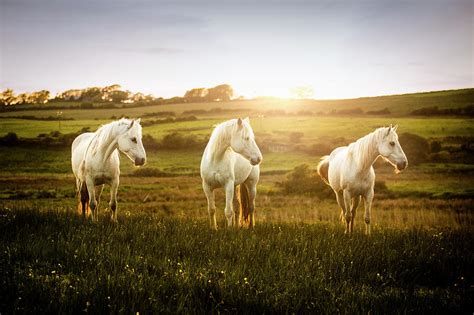 Three White Horses In Field At Sunset Doolin Clare Ireland Digital