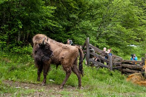 Largest Ever Bison Reintroduction In Southern Carpathians Boosts