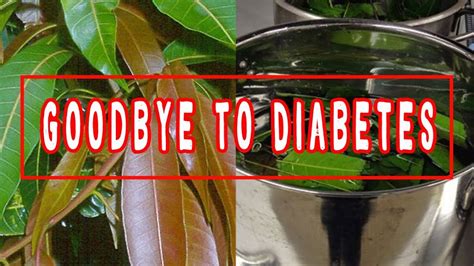 If Suffering From Diabetes Just Boil These Leaves And Say Goodbye To
