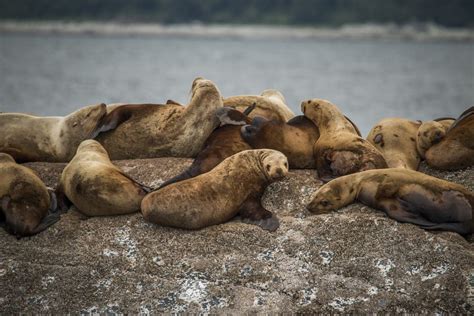 Free Photo Earless Seals