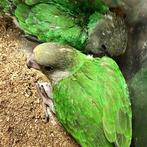 Rhondas Aviary — Two Baby Senegal Parrots Available For Deposit