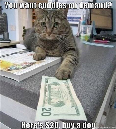 Old Money Cat Meme