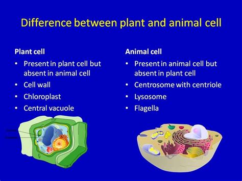 Both animal and plant cells are very similar, as they both are characterized as eukaryotic but they also have many differences. compare and contrast animal and plant cells | Difference ...