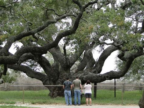 Texas To Give One Of Nations Oldest Trees New Protection
