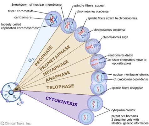 The length of the cell cycle is highly variable, even within the cells of a single organism. Research - The Cell Division Lab