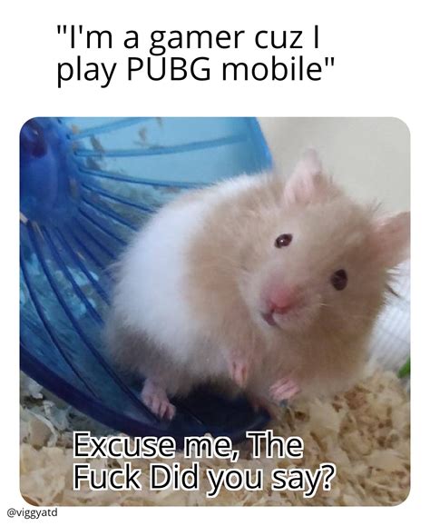 Hamster Memes Are The Next Big Thing Memes