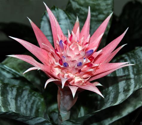 Shutterwi Nature Yes Nature Bromeliad Almost Pineapple See It