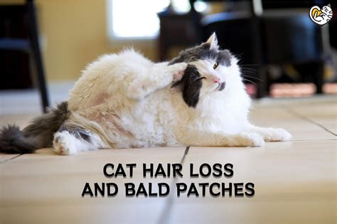 Cat Hair Loss And Bald Patches