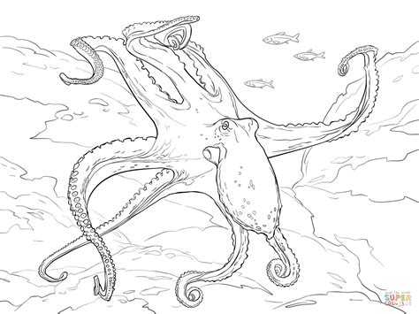 We did not find results for: Common Octopus coloring page | Free Printable Coloring Pages