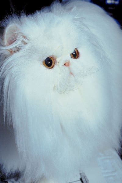 Description Of A White Persian Cat Pets