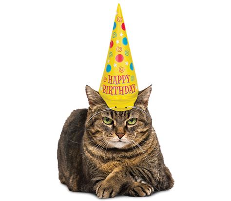 Cats In Birthday Hats