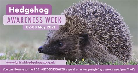 Ss15 Wildlife Watching This Week Is Hedgehog Awareness Week