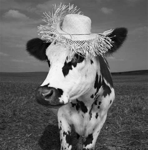 oh la vache meet hermione the very stylish cow cow photos cow heifer