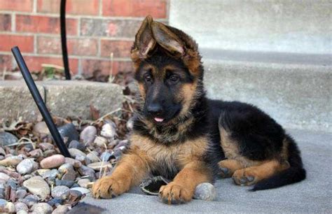 I live in raleigh, nc & am a small, hobby breeder. German Shepherd Puppies for Sale Near Me | petswithlove.us