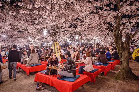 Floración De Los Cerezos En Japón La Historia Del Hanami Traveler
