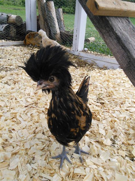 golden laced polish sexing backyard chickens learn how to raise chickens