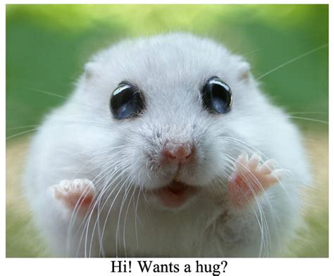 76 Funny Hamster Wallpapers On Wallpapersafari