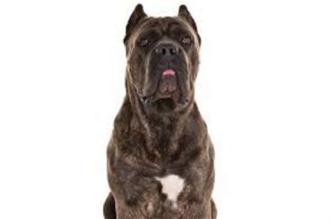 Cane Corso Dog Breed Information Images Characteristics Health