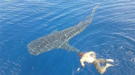 Swimming With A Whale Shark On The Great Barrier Reef Au