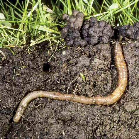 The Benefits Of Earthworms And How To Attract Them
