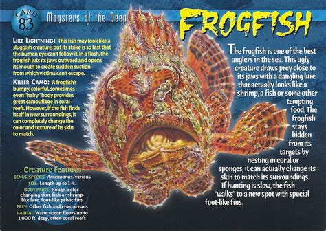 Frogfish Weird N Wild Creatures Wiki Fandom Powered By Wikia