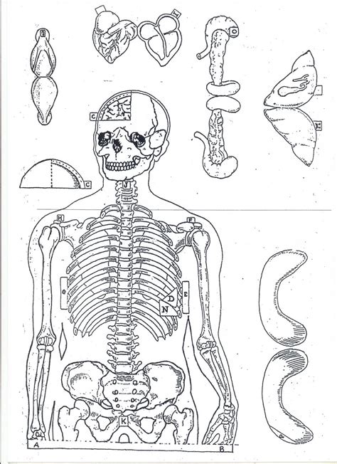 Esqueleto Humano Para Recortar Y Armar Imagui