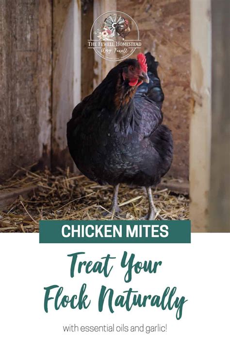 Naturally Treating Chicken Mites With Essential Oils And Garlic Amy K