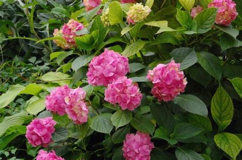 Hydrangea Hortensis Capecchi Vivai Piante Pistoia