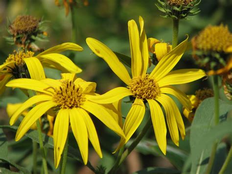 At ready funeral home, south chapel, 261 shelburne road, burlington, vt. South Burlington, VT flowers-August | South Burlington ...