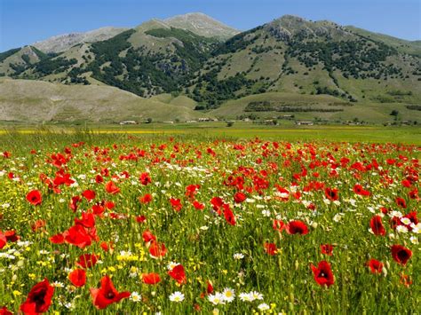 Spring In The Matese Mountains In Italy Field Of Poppies And Daisies