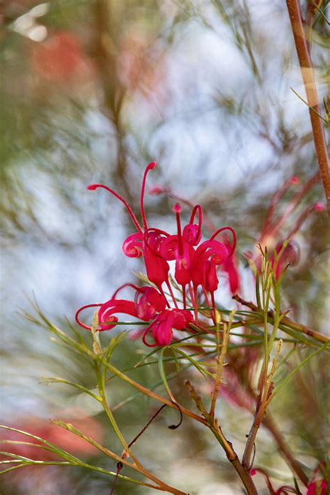 Grevillea Flower Photograph By Samantha Hutchinson Fine Art America