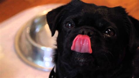 Cutest Black Pug Kilo Celebrates Tongue Out Tuesday In Slow Motion