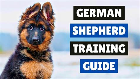 How To Train A German Shepherd Puppy 😍 Youtube