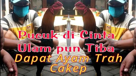 Pucuk Dicinta Ulam Pun Tiba Dapat Rejeki Nomplok Ayam Trah Cakep Youtube