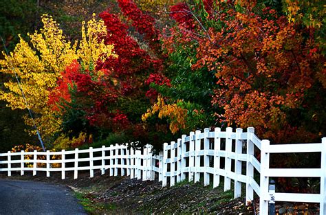 Fall Colors Nature Landscape Beauty Beautiful Autumn Tree Wallpaper