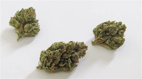 Alley Cat Kush Why Colorado Tokers Love This Strain Westword