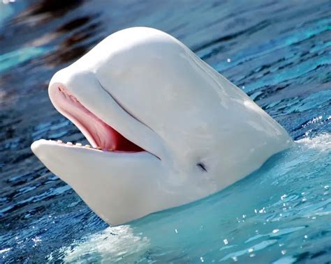 Beluga Whale Facts Diet Habitat And Pictures On Animaliabio