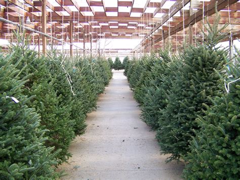 Christmas Tree Lot Free Stock Photo Public Domain Pictures