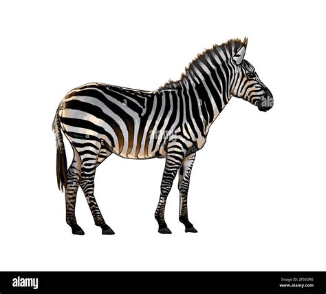 Zebra From A Splash Of Watercolor Colored Drawing Realistic Vector
