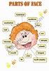 PARTS OF FACE - CLASSROOM POSTER | Learning english for kids, English ...